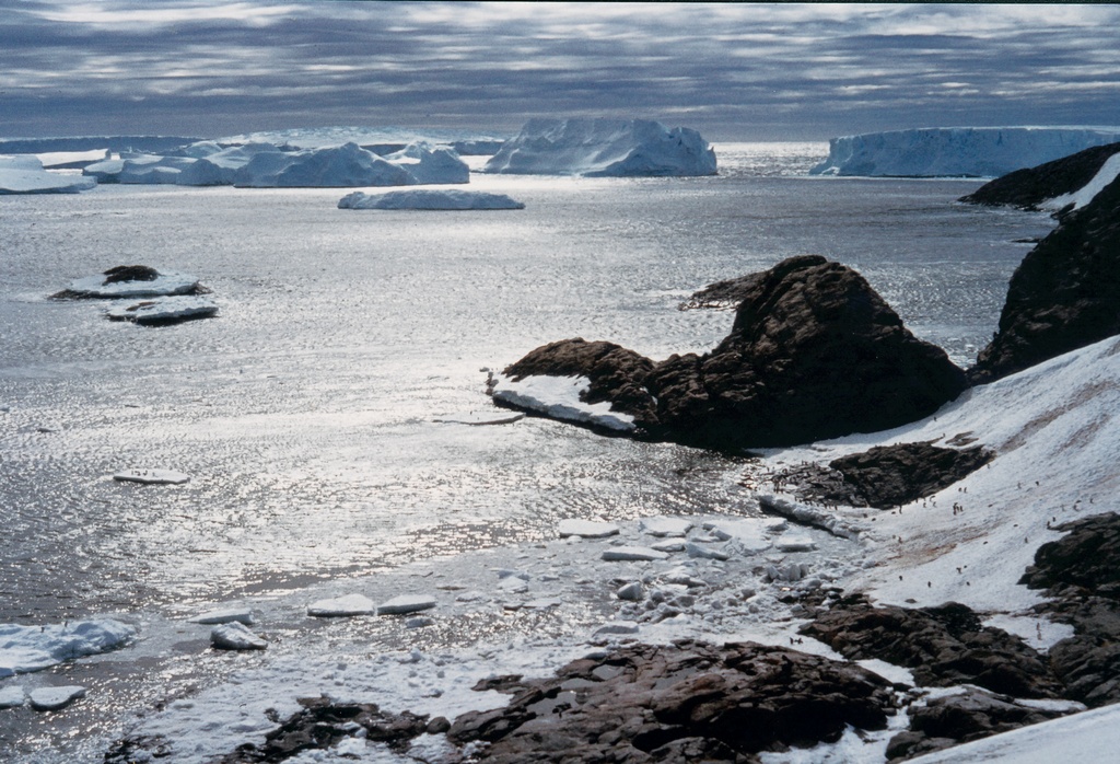 plage_manchots_icebergs_1980.jpg